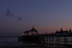 David Plant Photography - Wildlife Photographer - Starlings - E